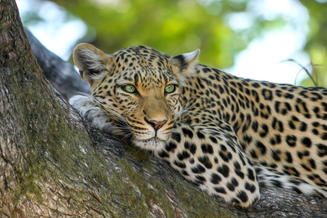 Amur Leopard