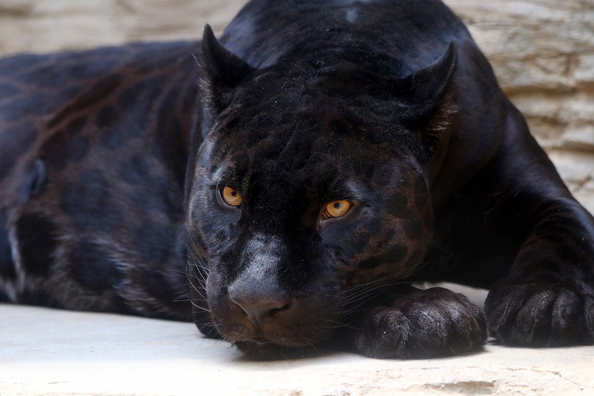A Black panther