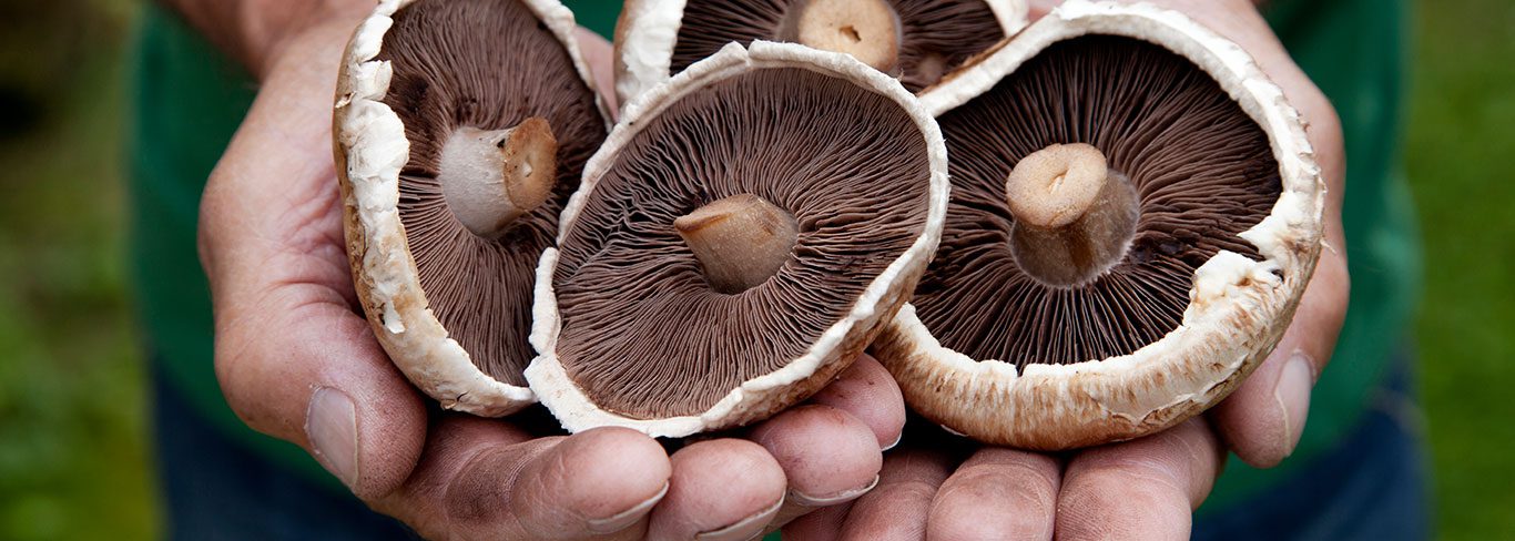 Mushrooms are great alternative to plastic