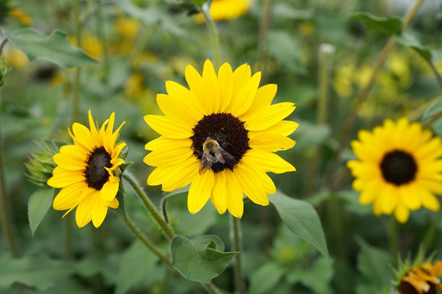 Sunflower is one of the bee-friendly plants