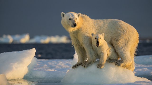 Canada, Nunavut Territory, Repulse Bay, Polar Bear Cub (Ursus maritimus) beneath mother while standing on sea ice near Harbour Islands