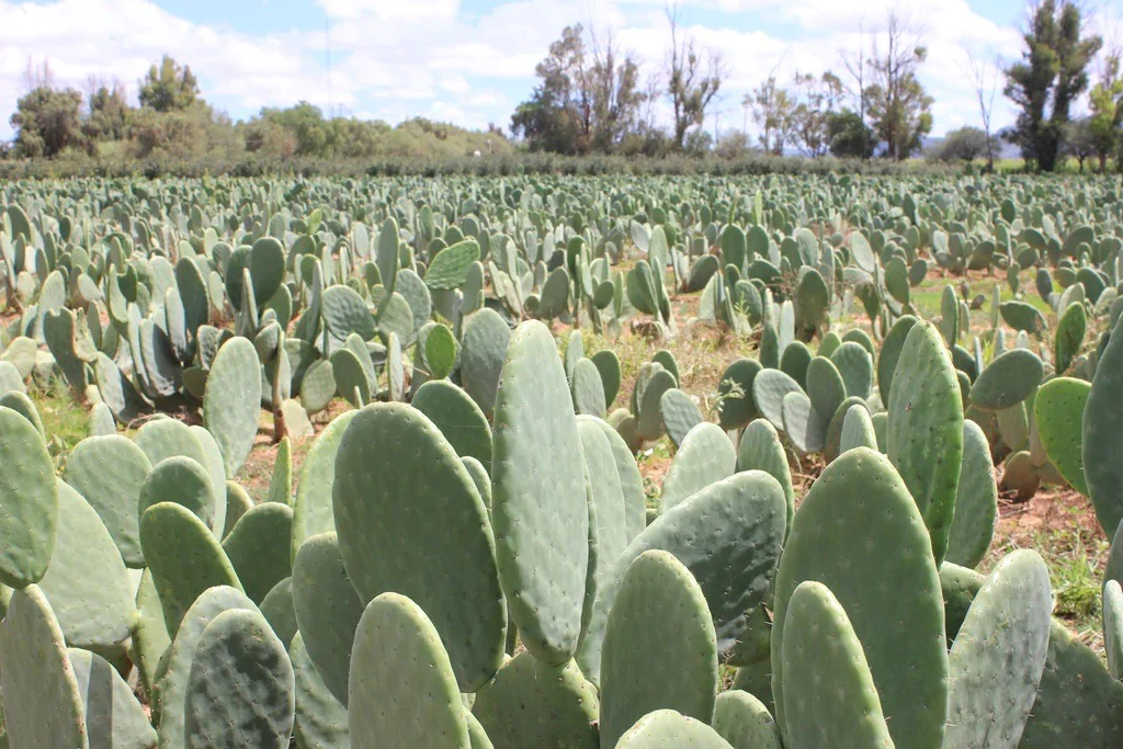 Cactus field ready for harvest