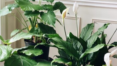 Peace Lily