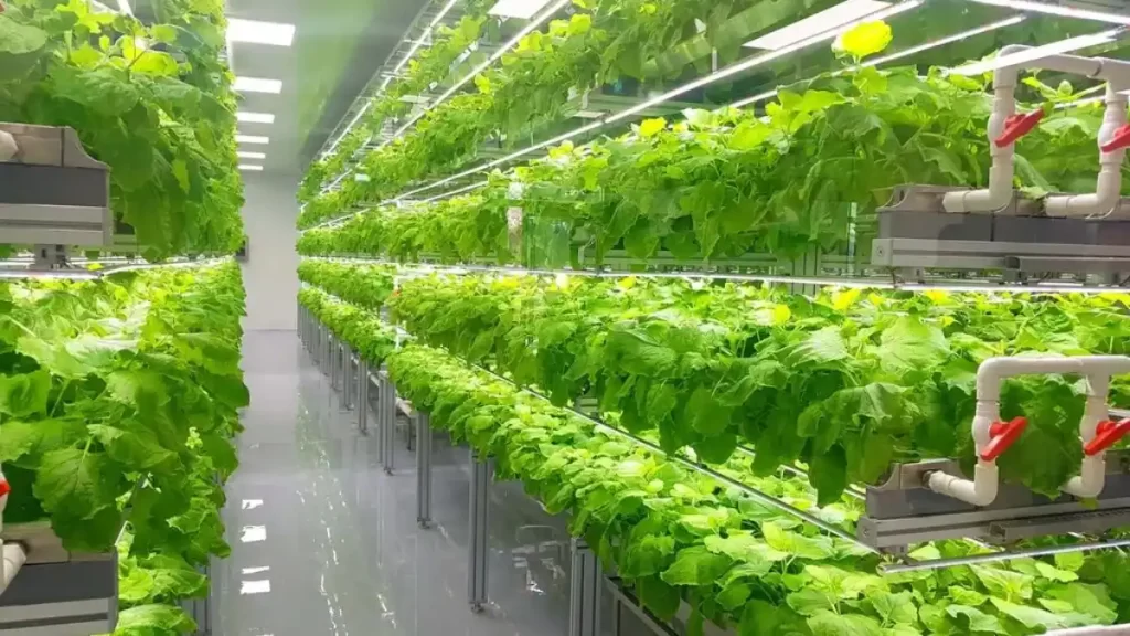 Ways in Which Vertical Farming Can Benefit Our Environment | Sorrce: Earth.Org