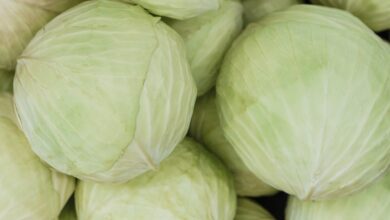 benefits of cabbage