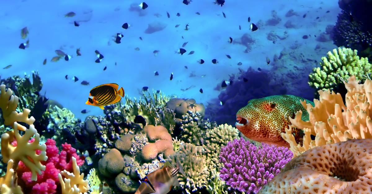 Biodiversity of a coral reef