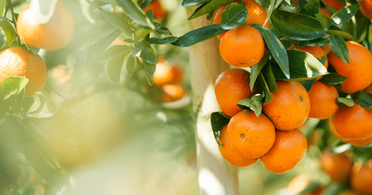 tangerine vs orange