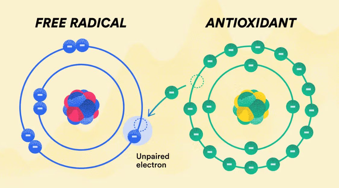 what are free radicals