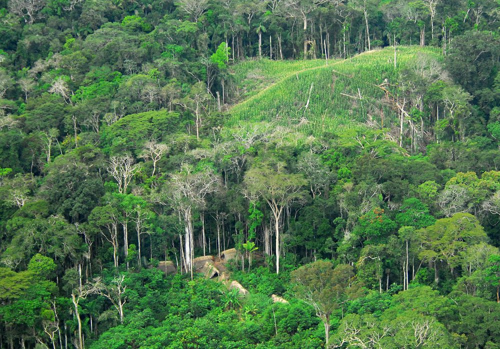 The Amazon Rainforest