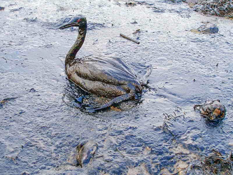 oil spills