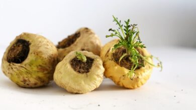 benefits of maca root