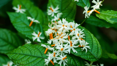 Night-Blooming Jasmine