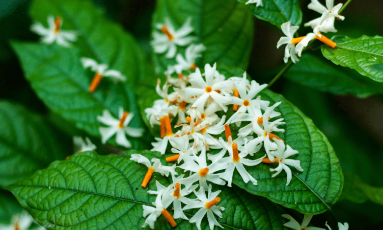 Night-Blooming Jasmine