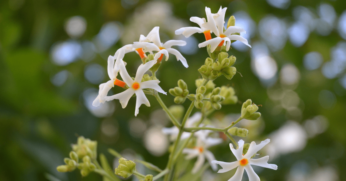 Night-Blooming Jasmine