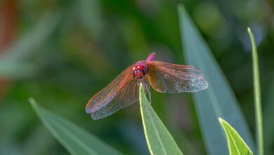 why biodiversity is important