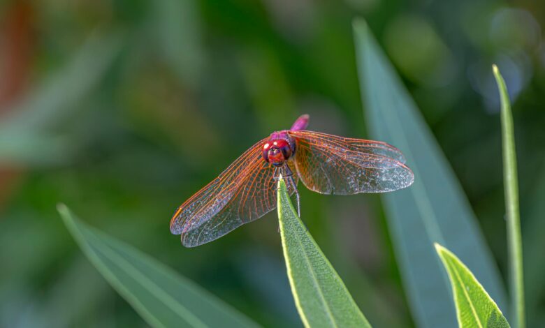 why biodiversity is important