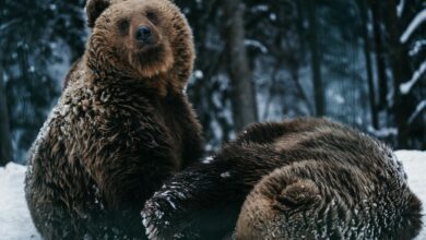 bears in slovakia