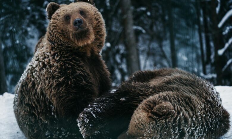 bears in slovakia