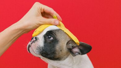 Can Dogs Eat Bananas