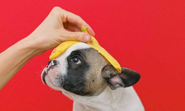 Can Dogs Eat Bananas