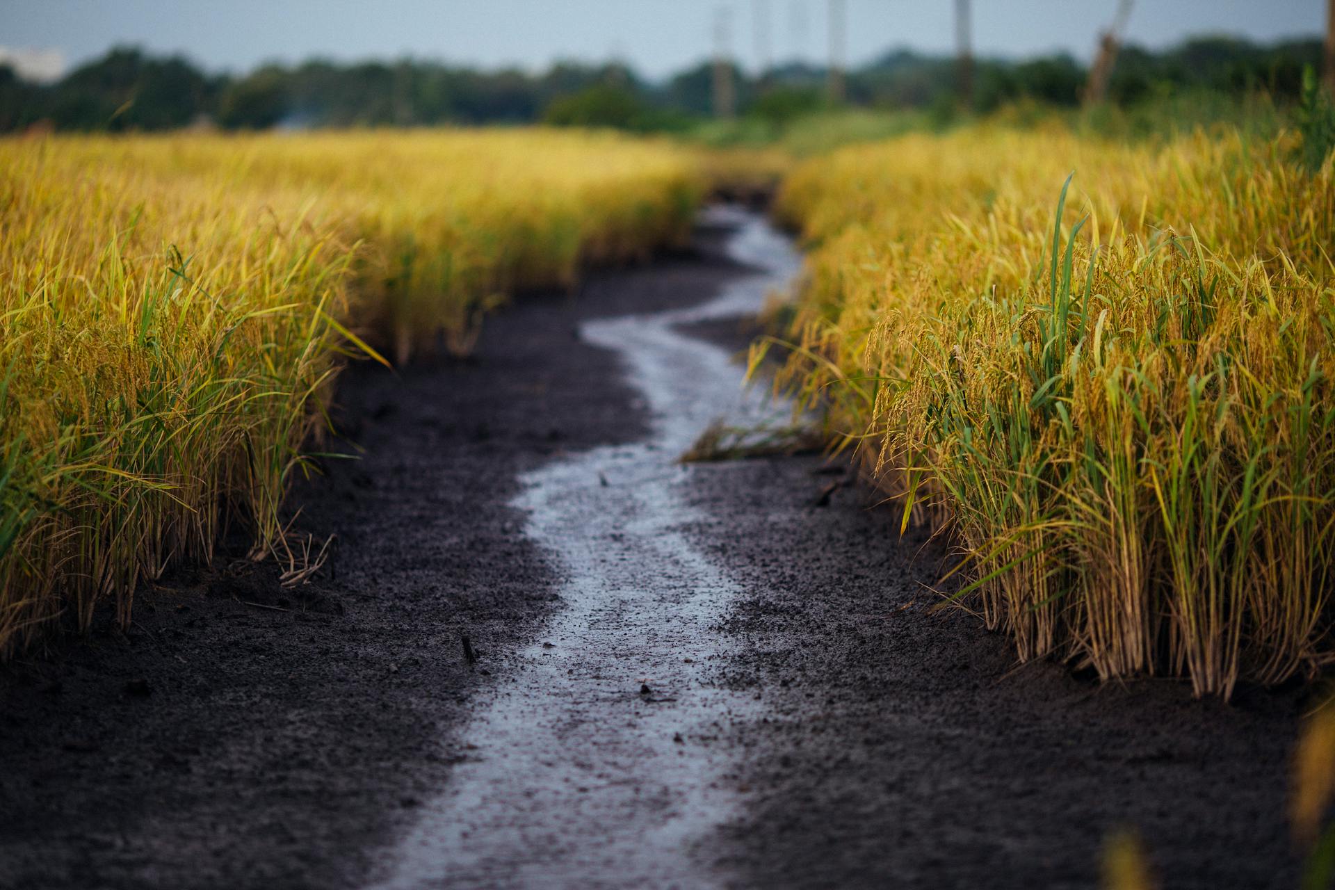 bioremediation