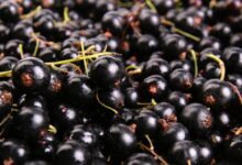 Benefits of black currants