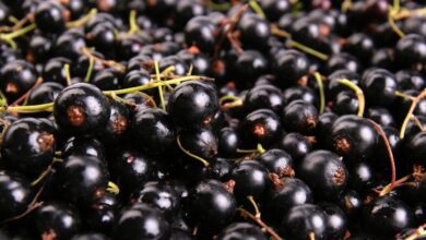 Benefits of black currants