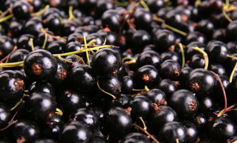 Benefits of black currants