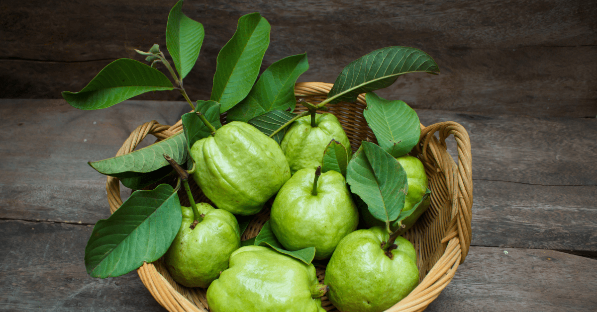 benefits of guava leaves