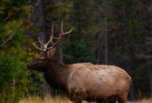 Biodiversity loss