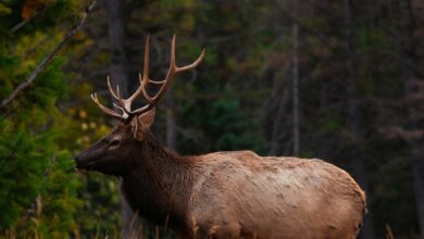 Biodiversity loss