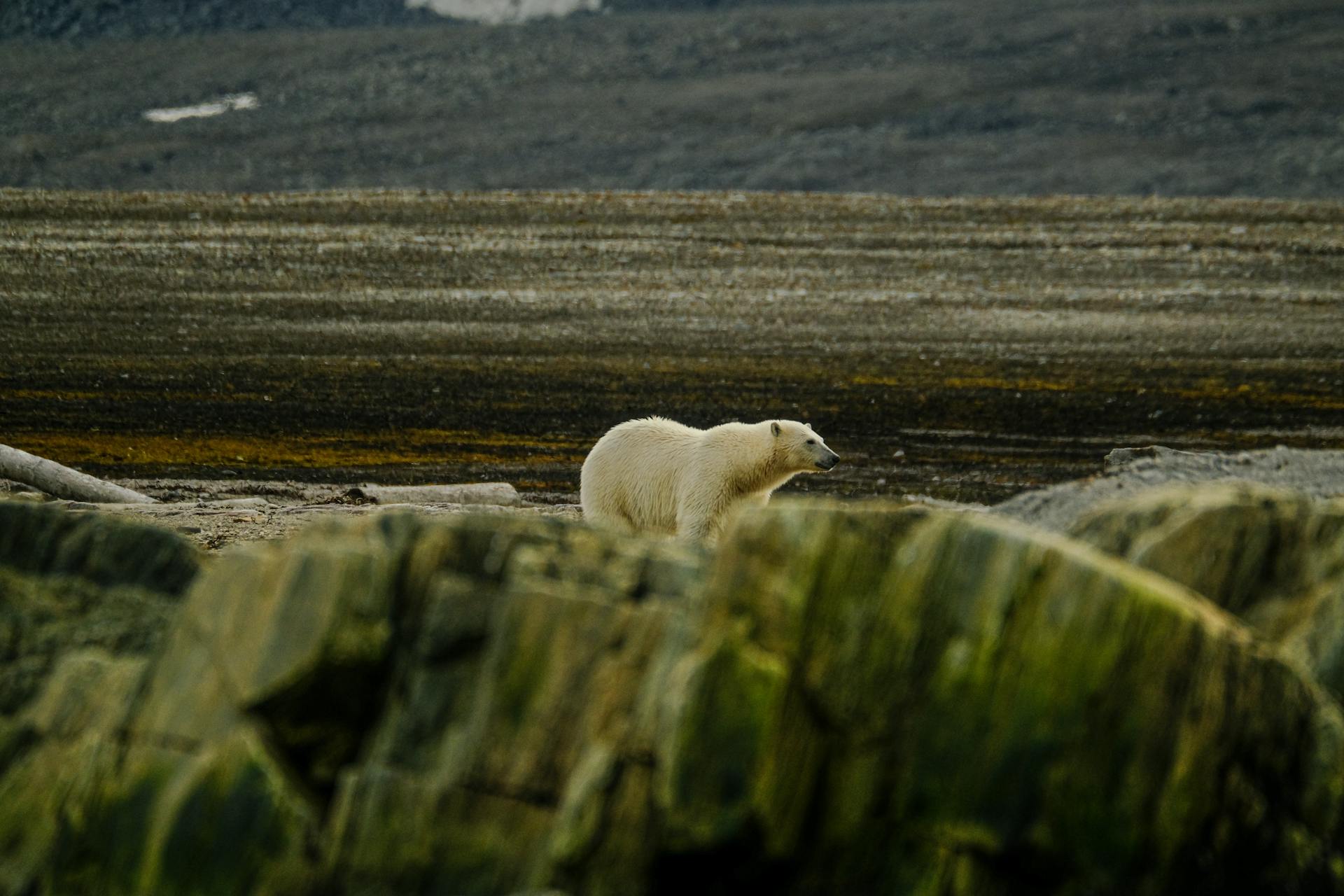 habitat loss