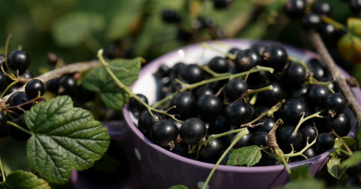 Benefits of black currants