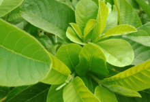 benefits of guava leaves