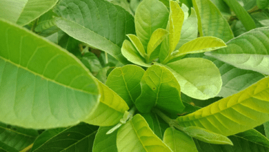 benefits of guava leaves