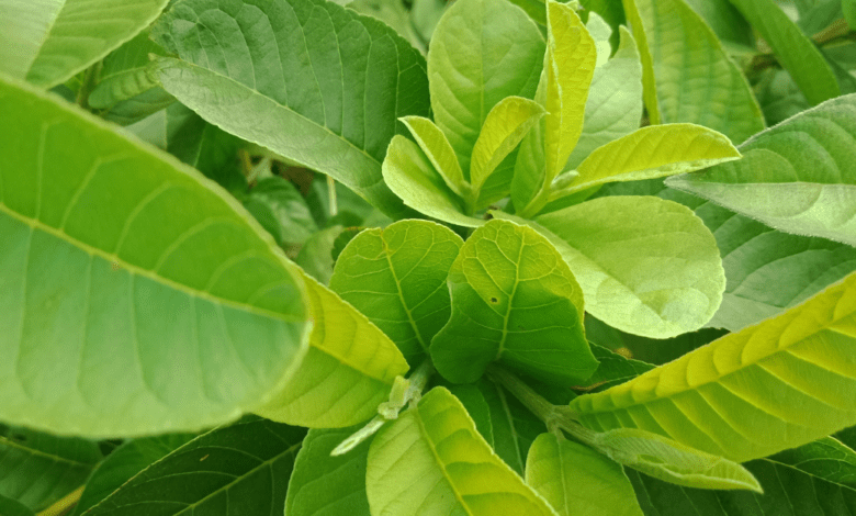 benefits of guava leaves